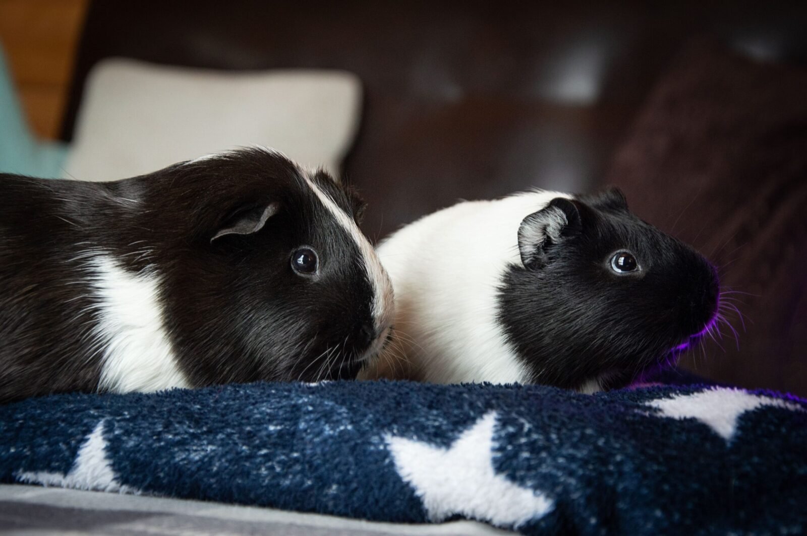 Close-up of black and white guinea pigs snuggled on a cozy star-patterned blanket indoors.