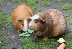 Two cute guinea pigs munching on fresh greens outdoors, enjoying a meal.