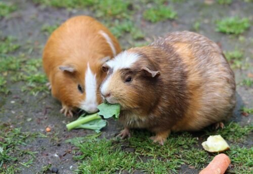 Two cute guinea pigs munching on fresh greens outdoors, enjoying a meal.